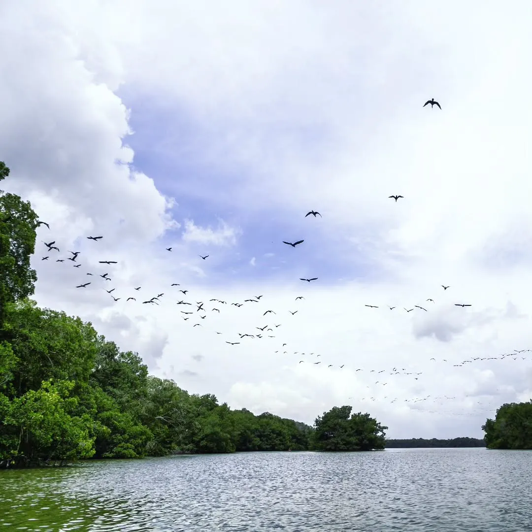 Ciénaga de la Caimanera